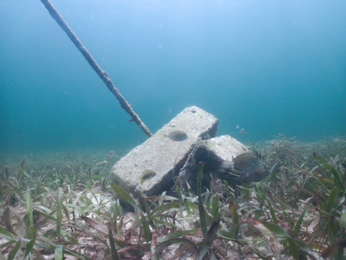 Image from Hidden Treasures: The Secret Life of Mooring Systems