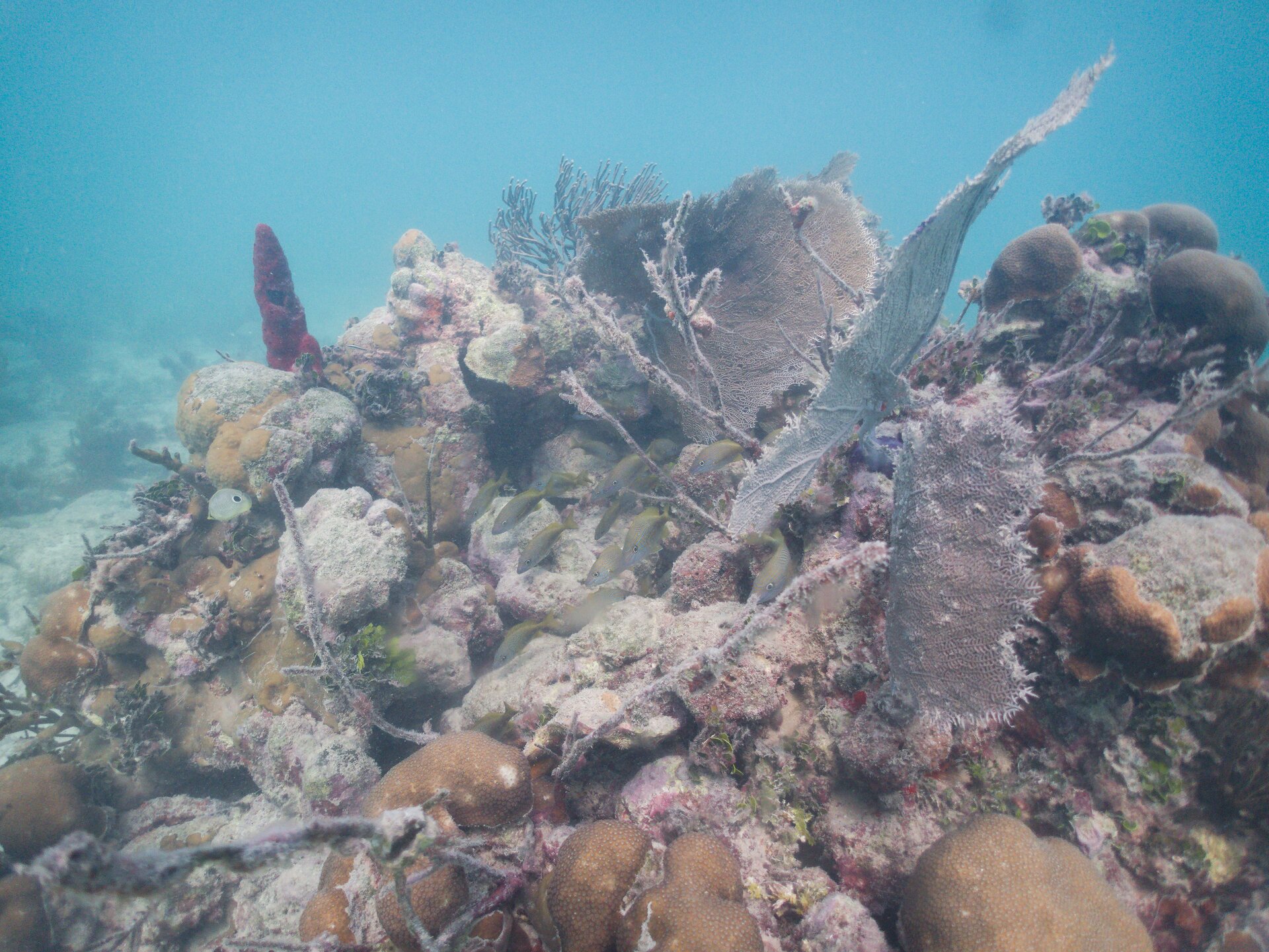Image from Shore Dive at Ojo de Agua, Puerto Morelos