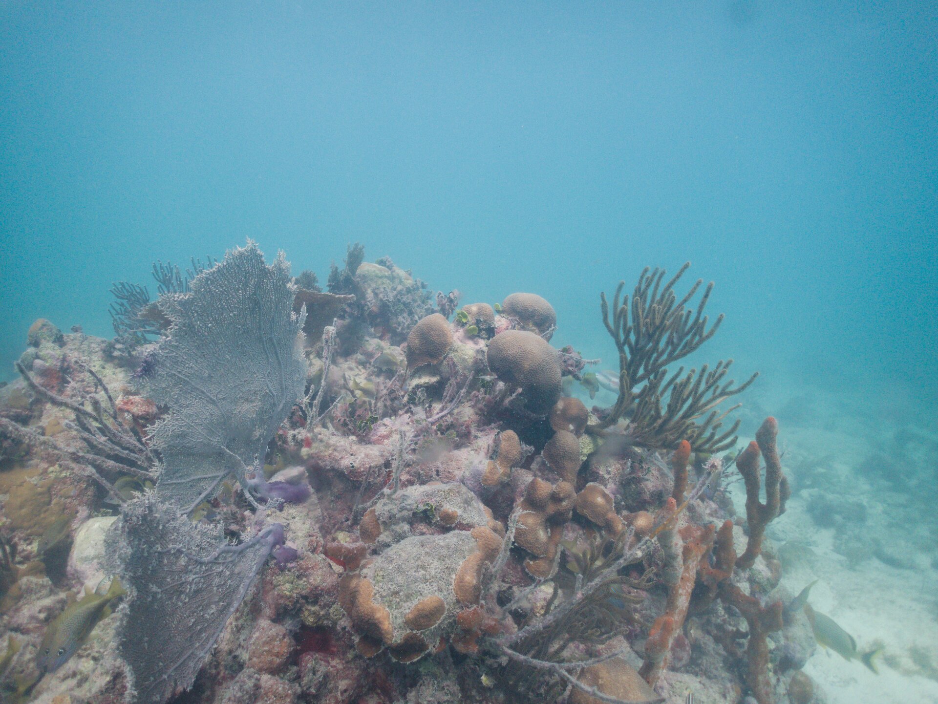 Image from Shore Dive at Ojo de Agua, Puerto Morelos