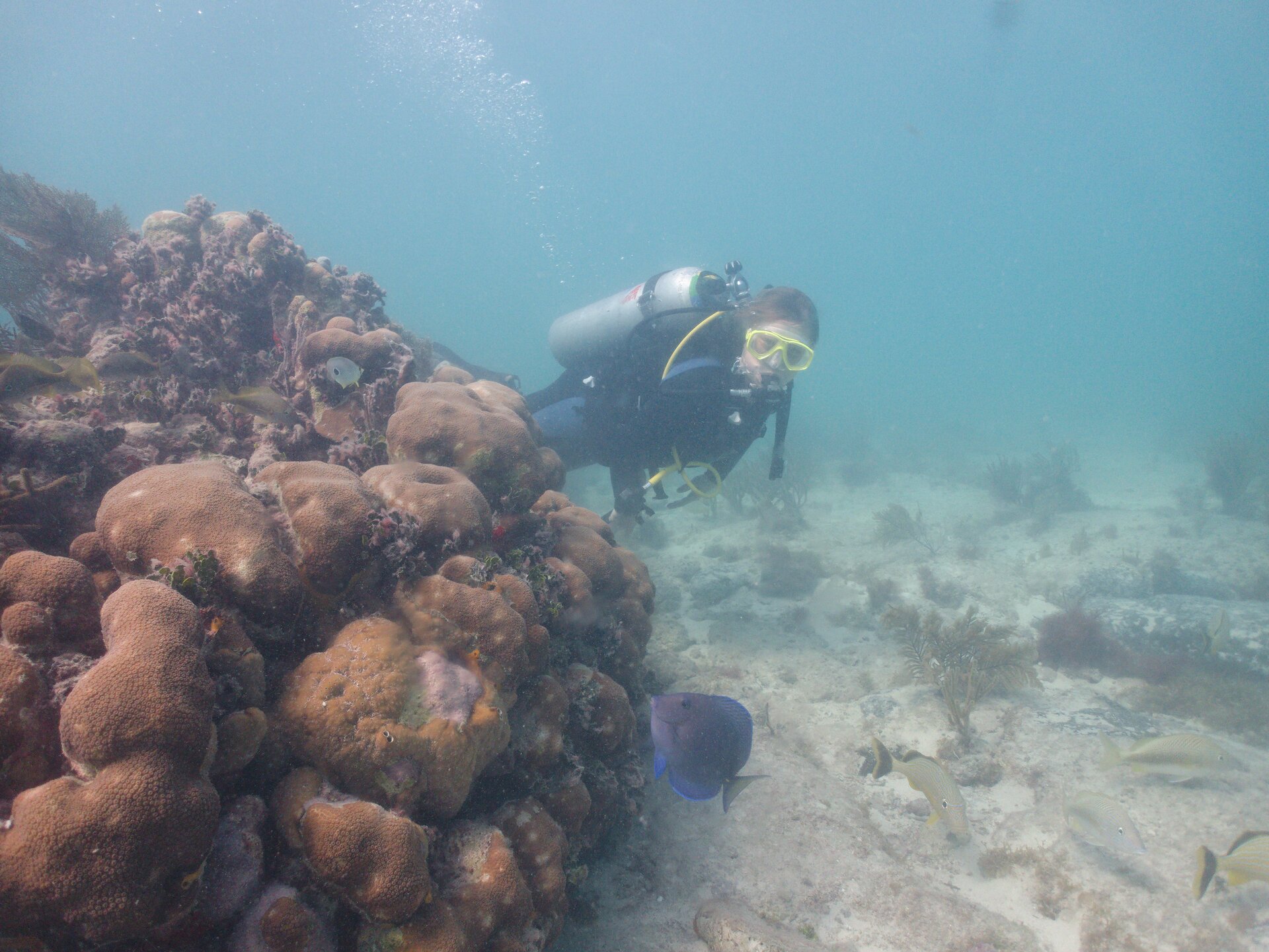 Image from Shore Dive at Ojo de Agua, Puerto Morelos