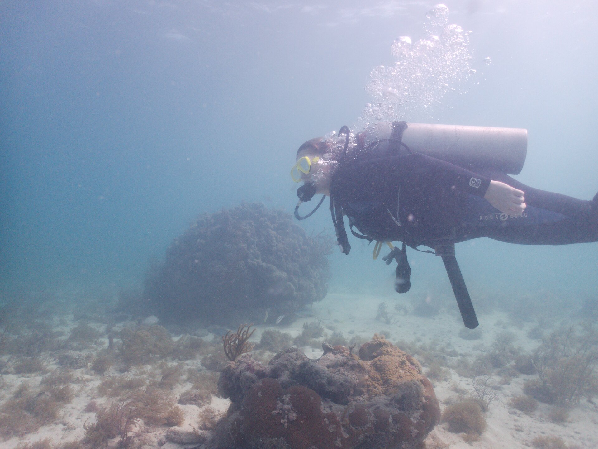 Image from Shore Dive at Ojo de Agua, Puerto Morelos