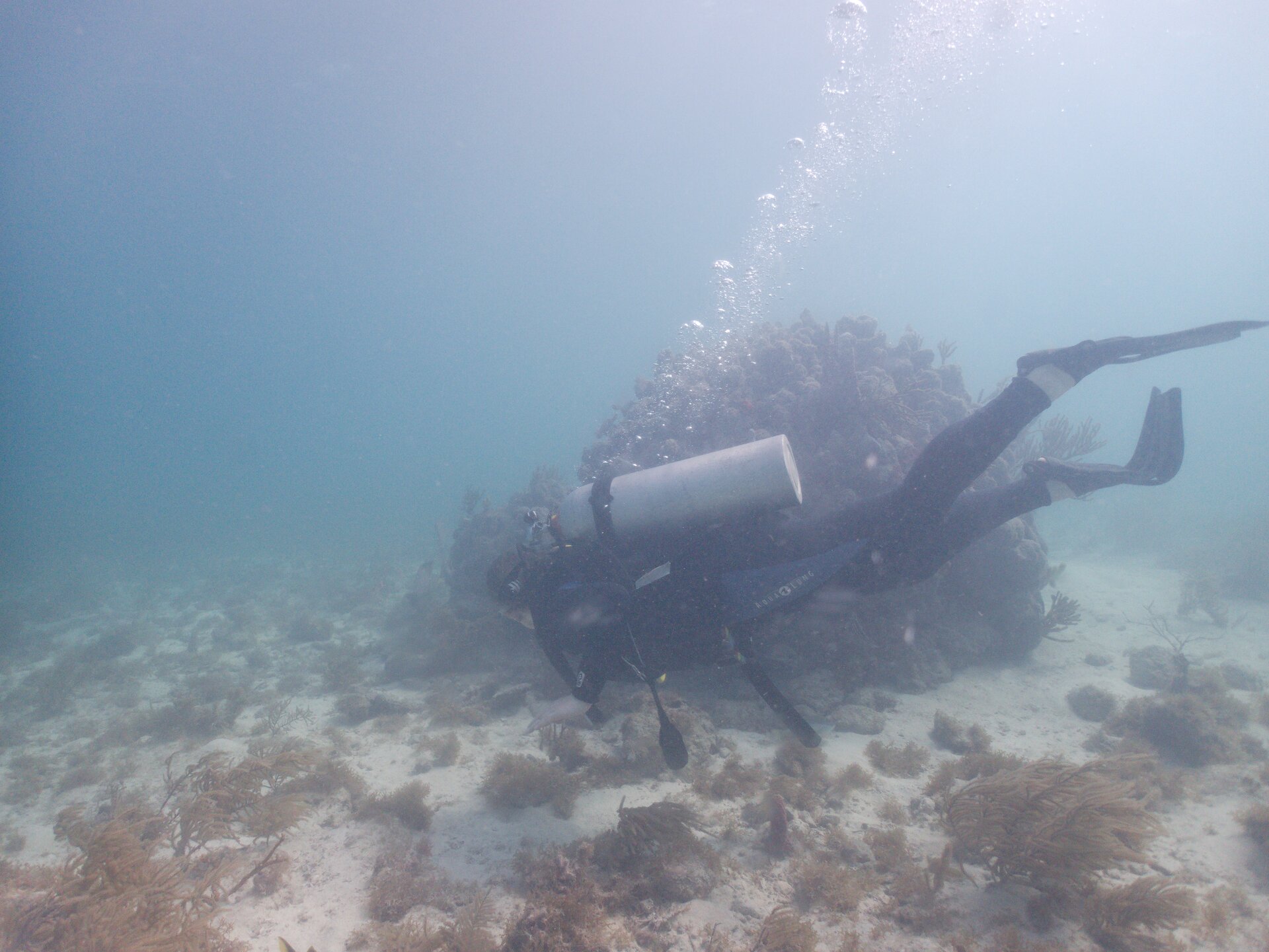 Image from Shore Dive at Ojo de Agua, Puerto Morelos
