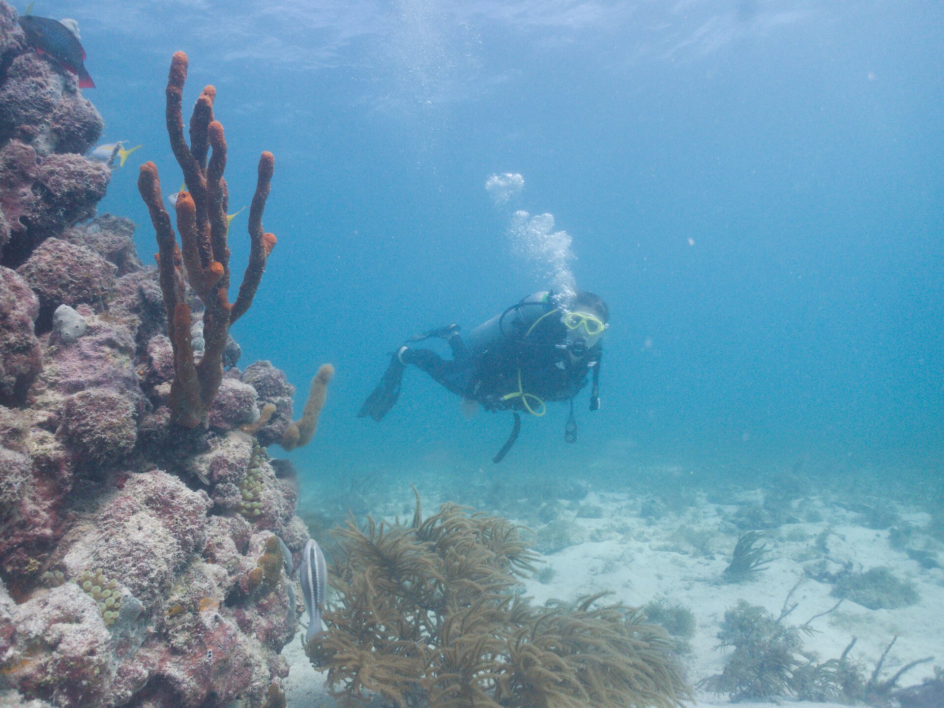 Image from Shore Dive at Ojo de Agua, Puerto Morelos