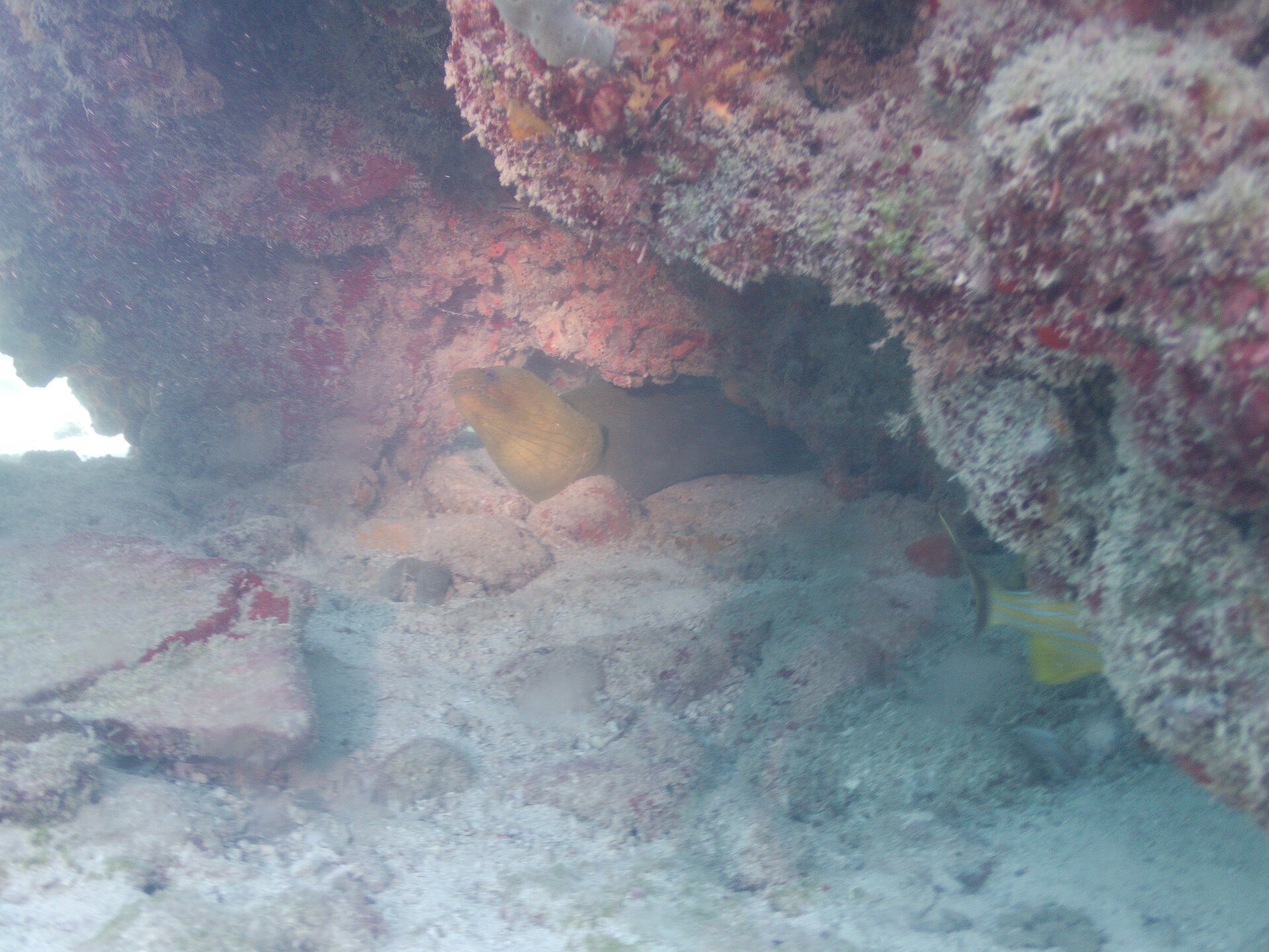 Image from Shore Dive at Ojo de Agua, Puerto Morelos