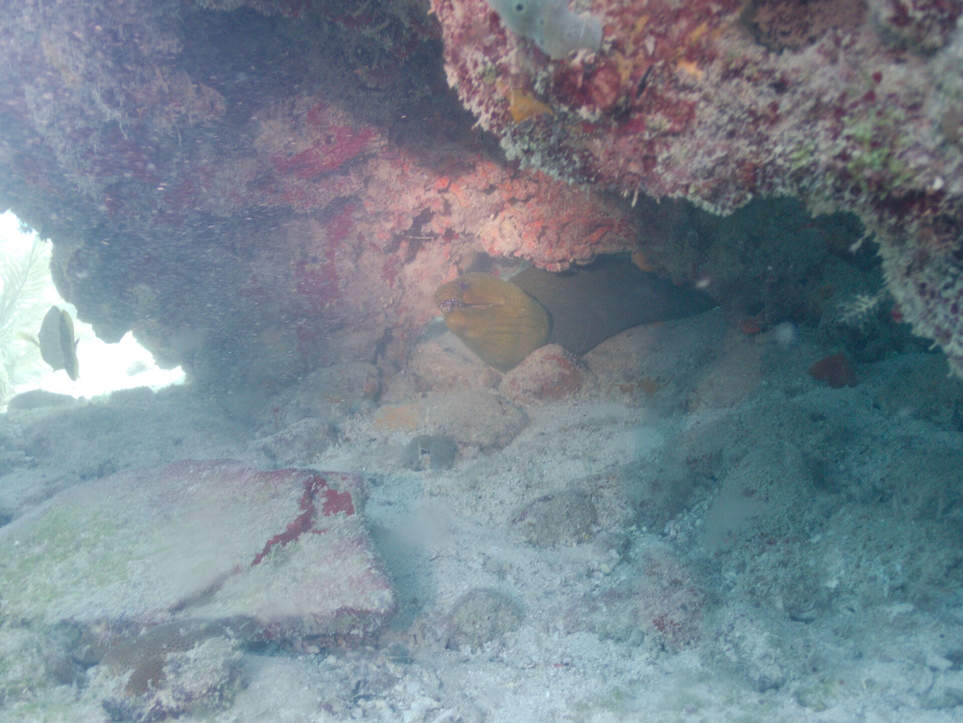 Image from Shore Dive at Ojo de Agua, Puerto Morelos