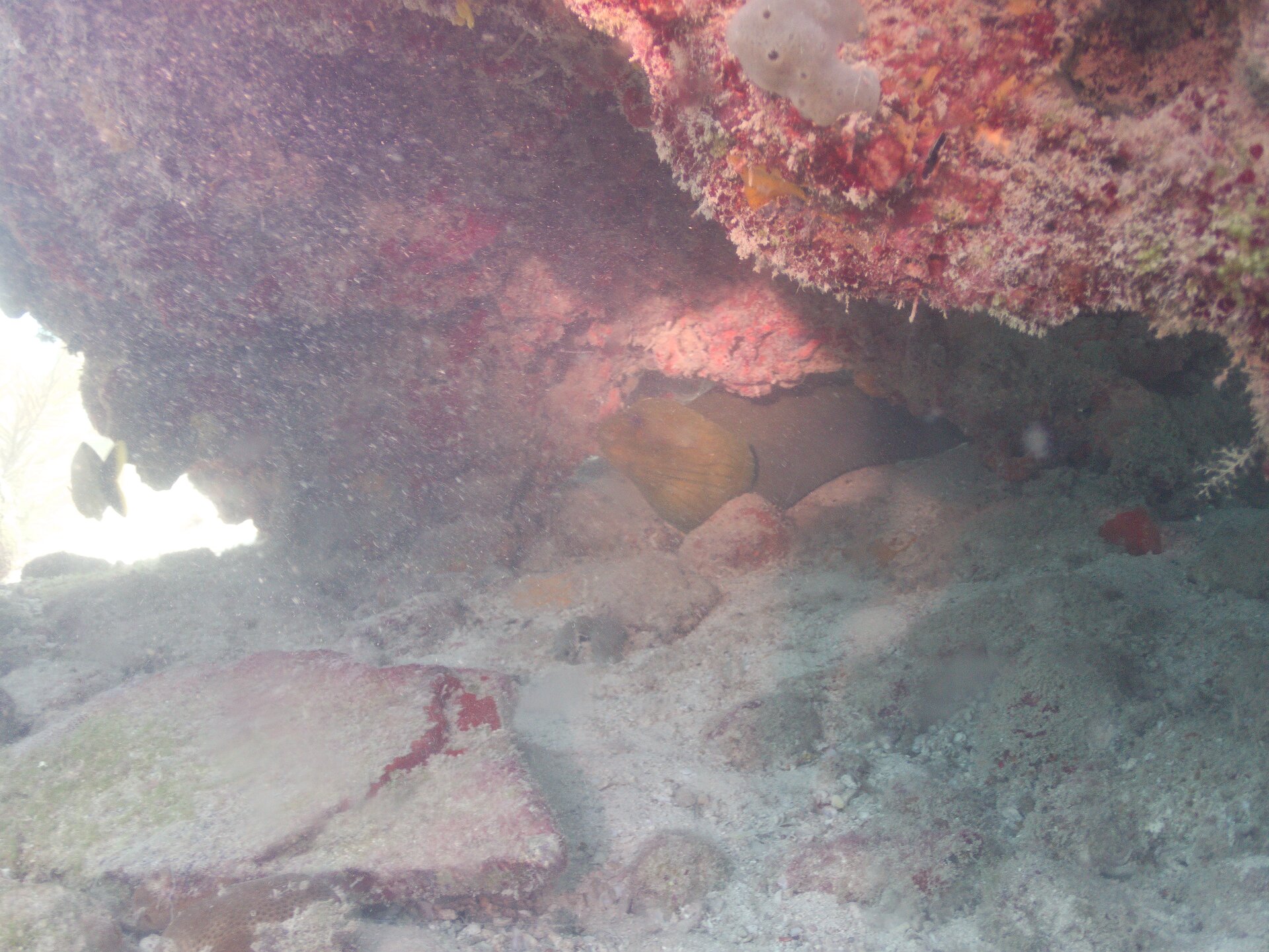 Image from Shore Dive at Ojo de Agua, Puerto Morelos