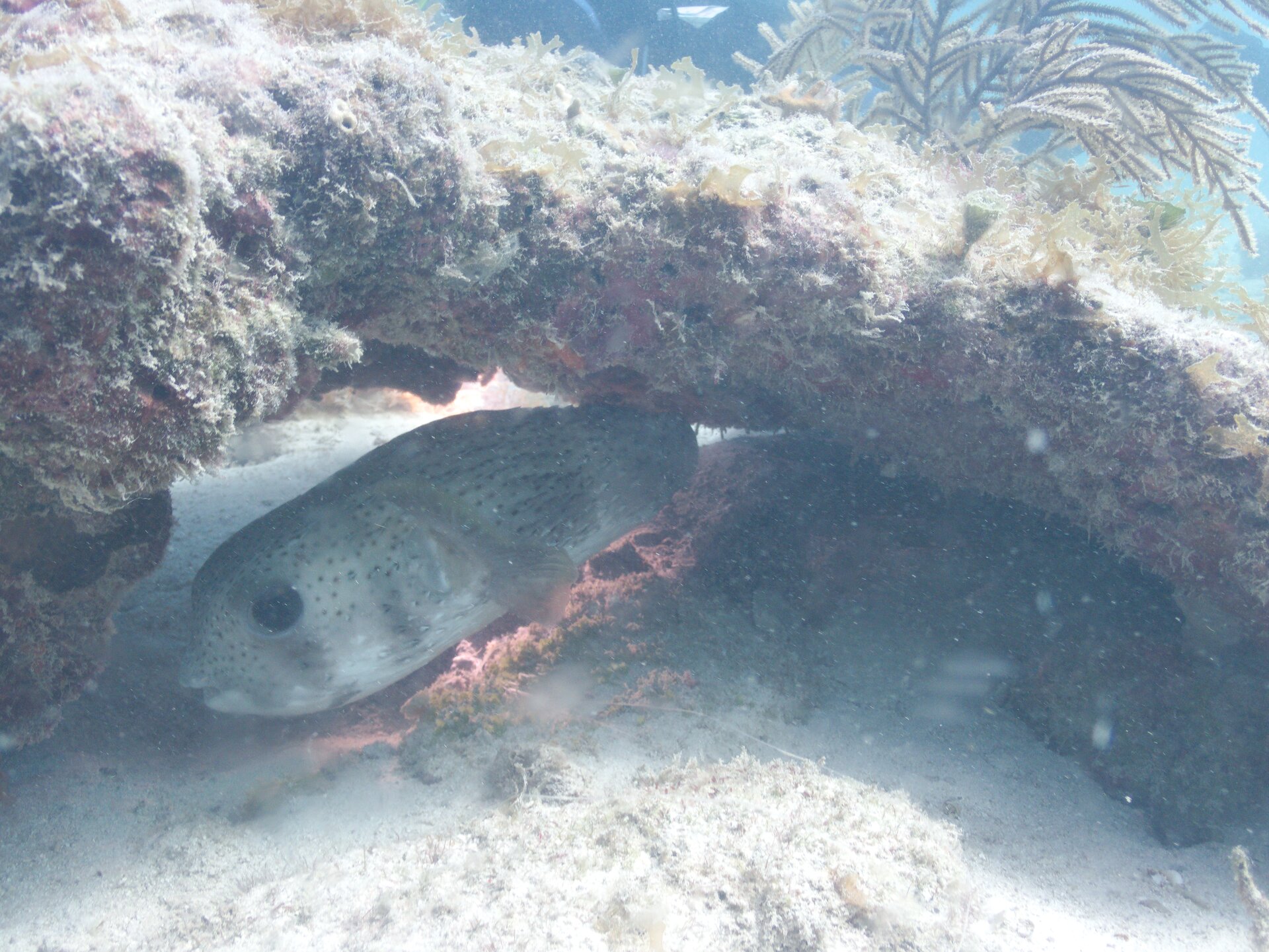 Image from Shore Dive at Ojo de Agua, Puerto Morelos