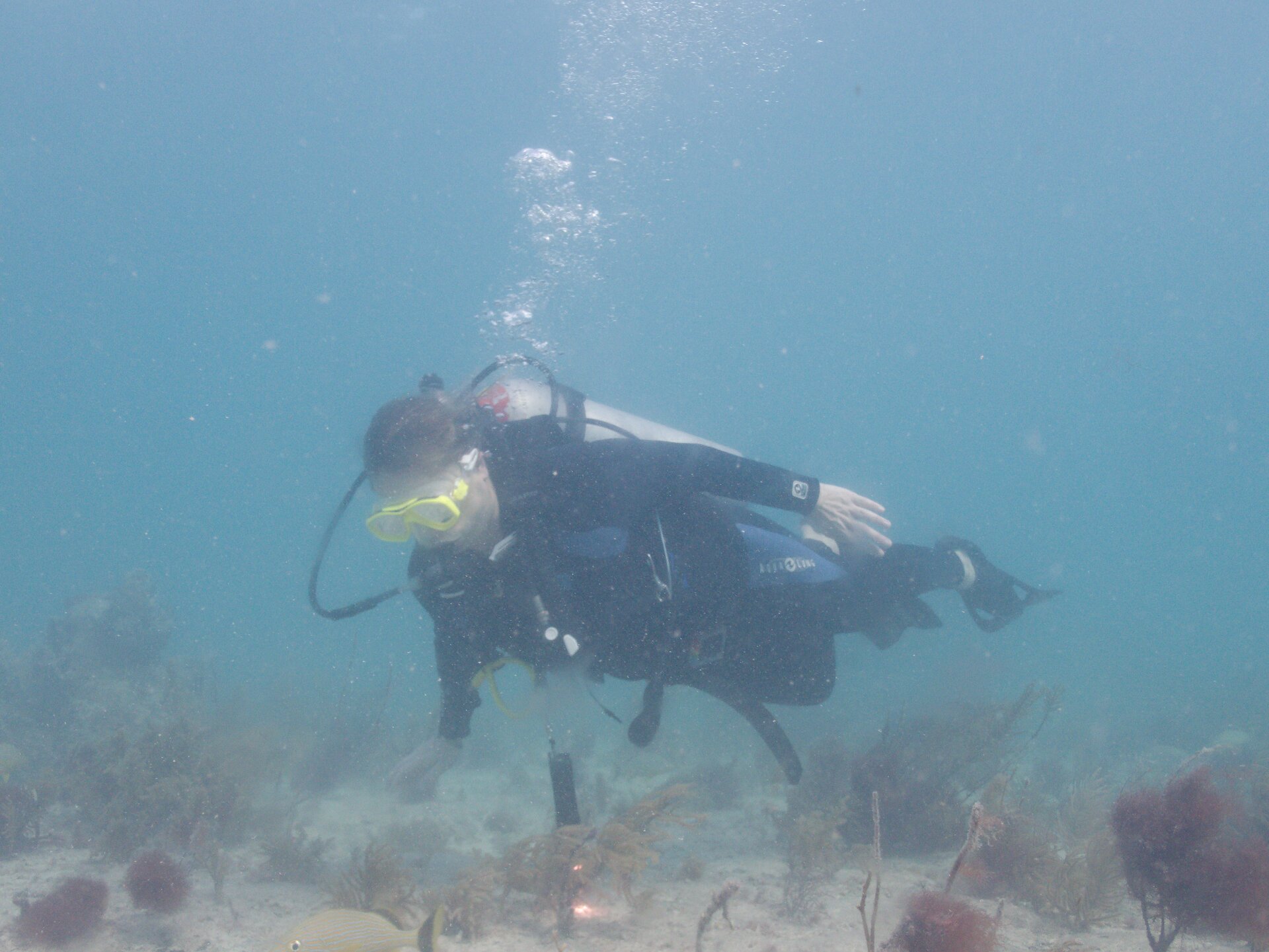 Image from Shore Dive at Ojo de Agua, Puerto Morelos