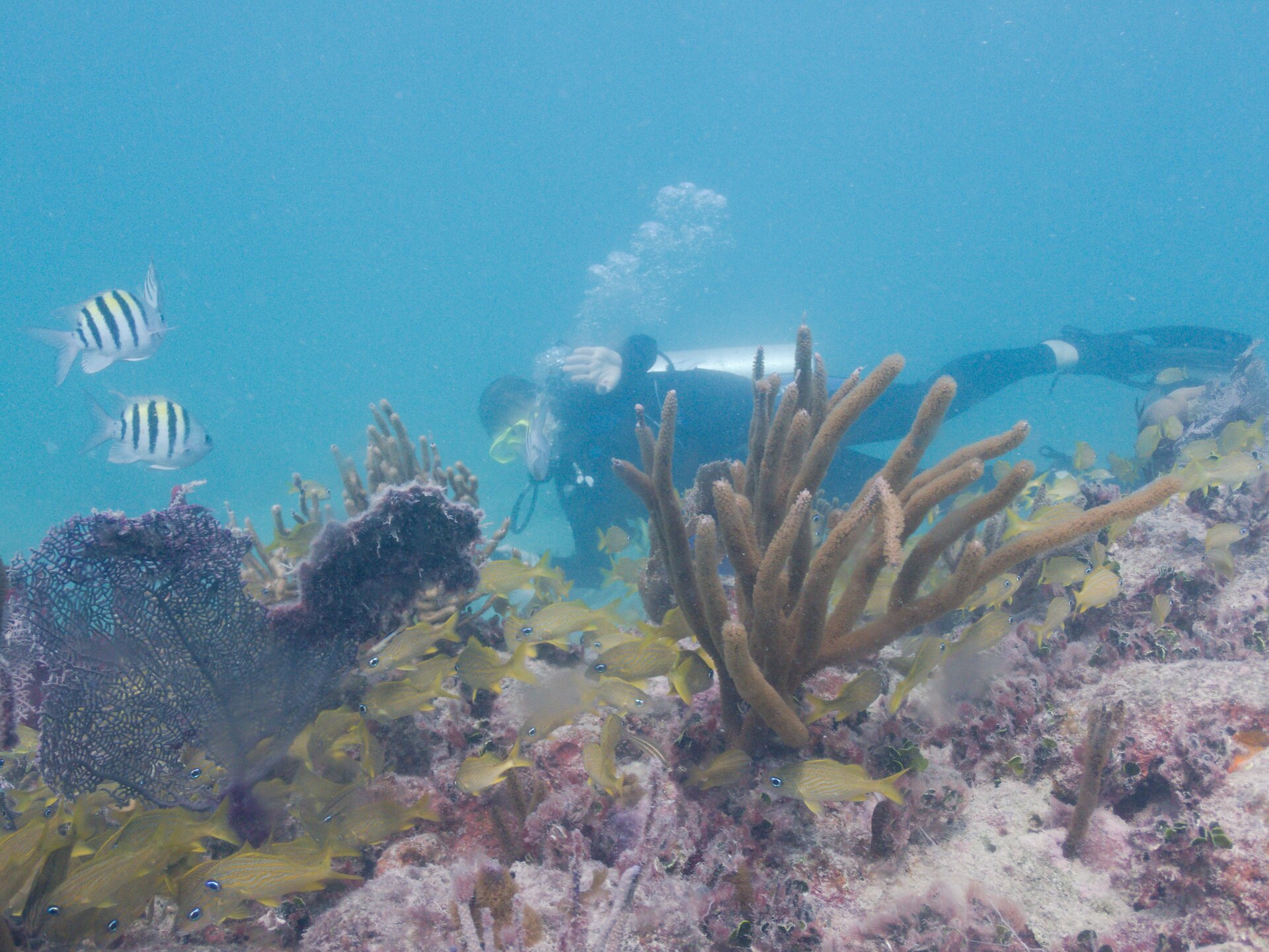 Image from Shore Dive at Ojo de Agua, Puerto Morelos