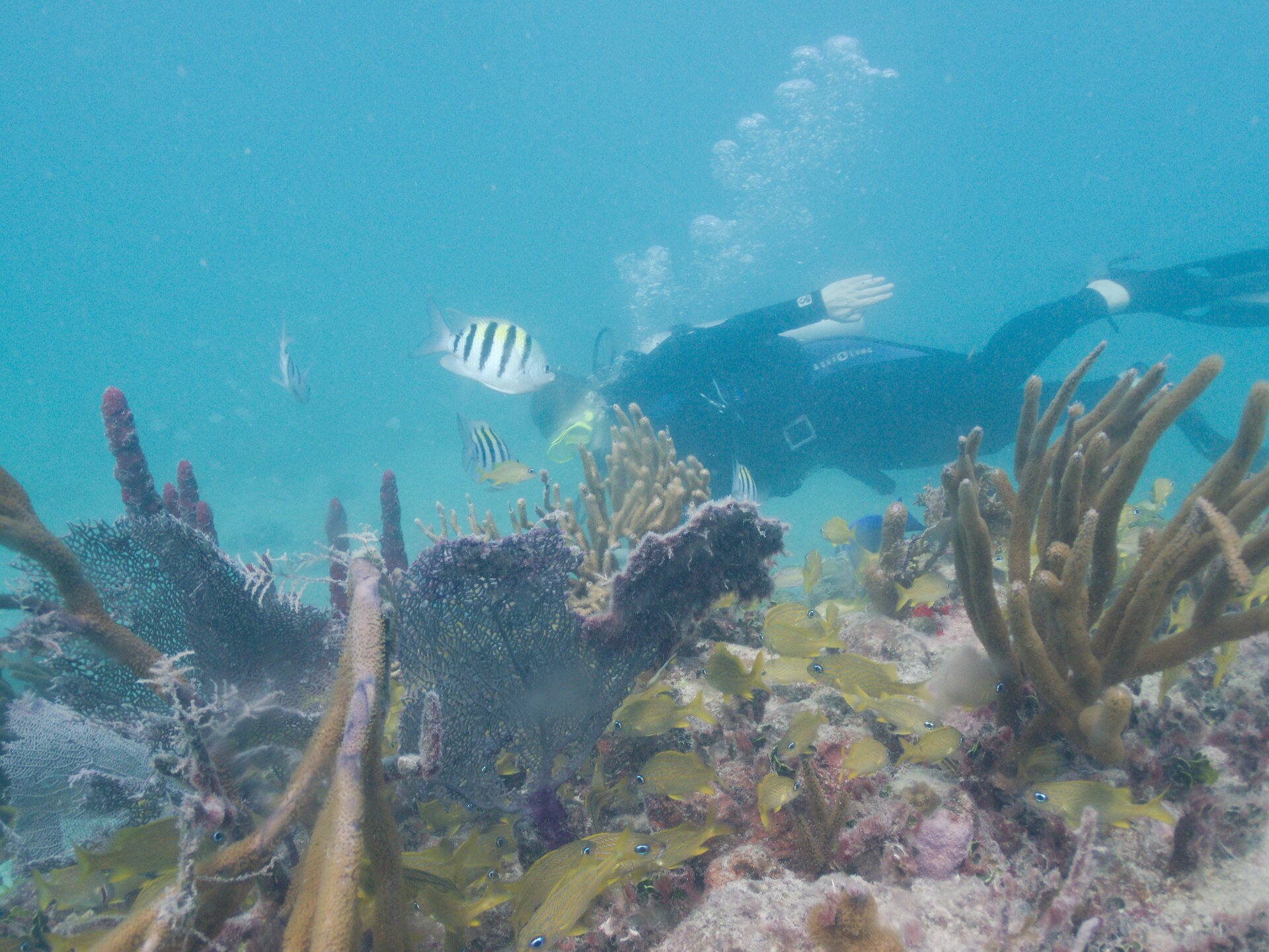 Image from Shore Dive at Ojo de Agua, Puerto Morelos