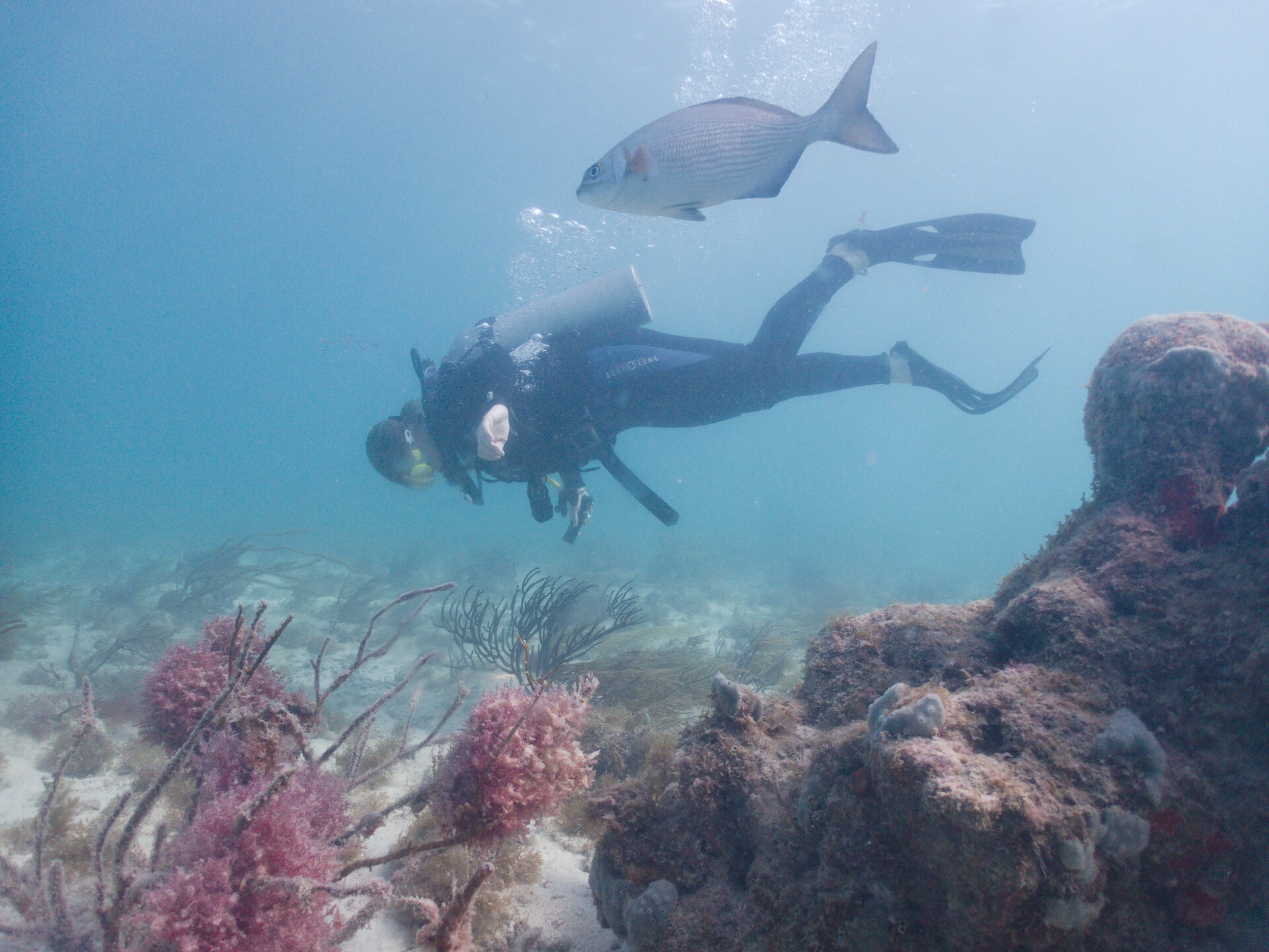 Image from Shore Dive at Ojo de Agua, Puerto Morelos