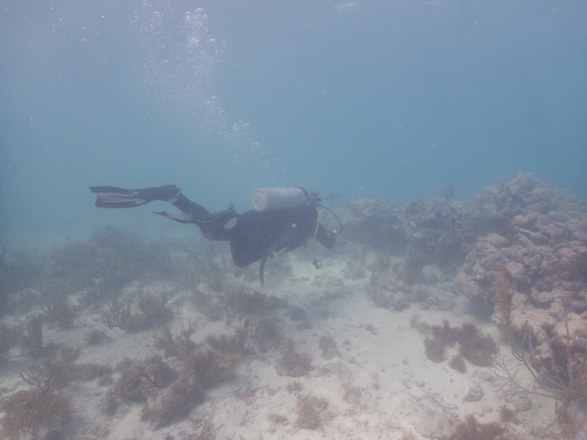 Image from Shore Dive at Ojo de Agua, Puerto Morelos