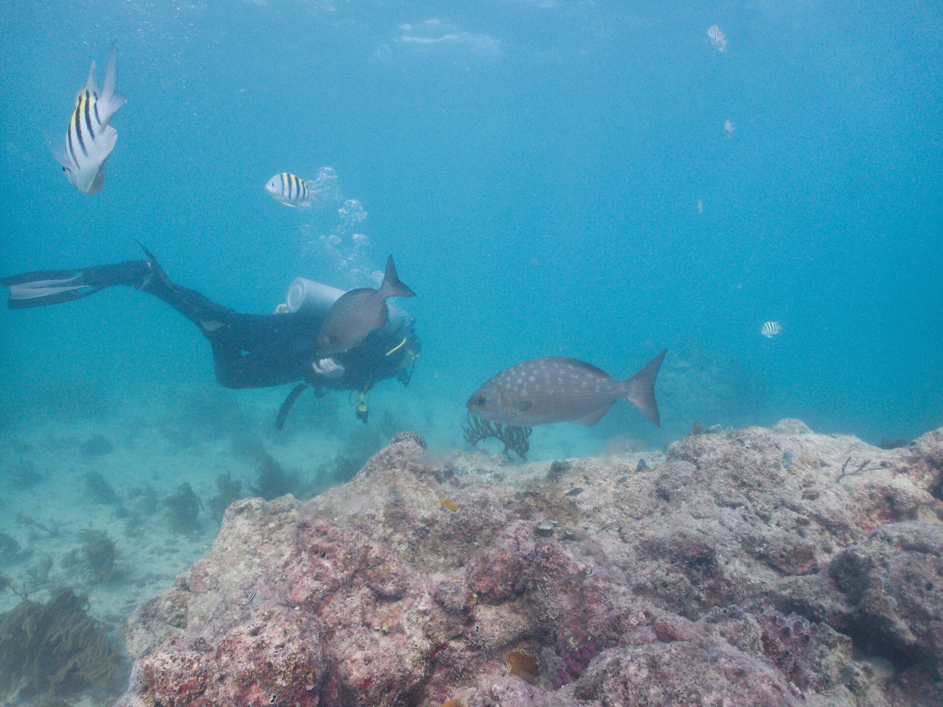 Image from Shore Dive at Ojo de Agua, Puerto Morelos