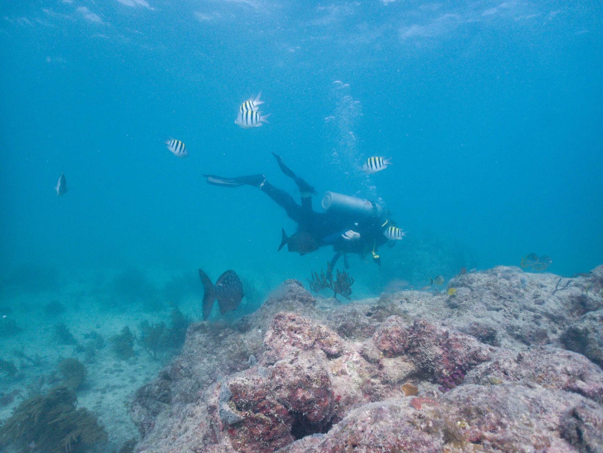 Image from Shore Dive at Ojo de Agua, Puerto Morelos