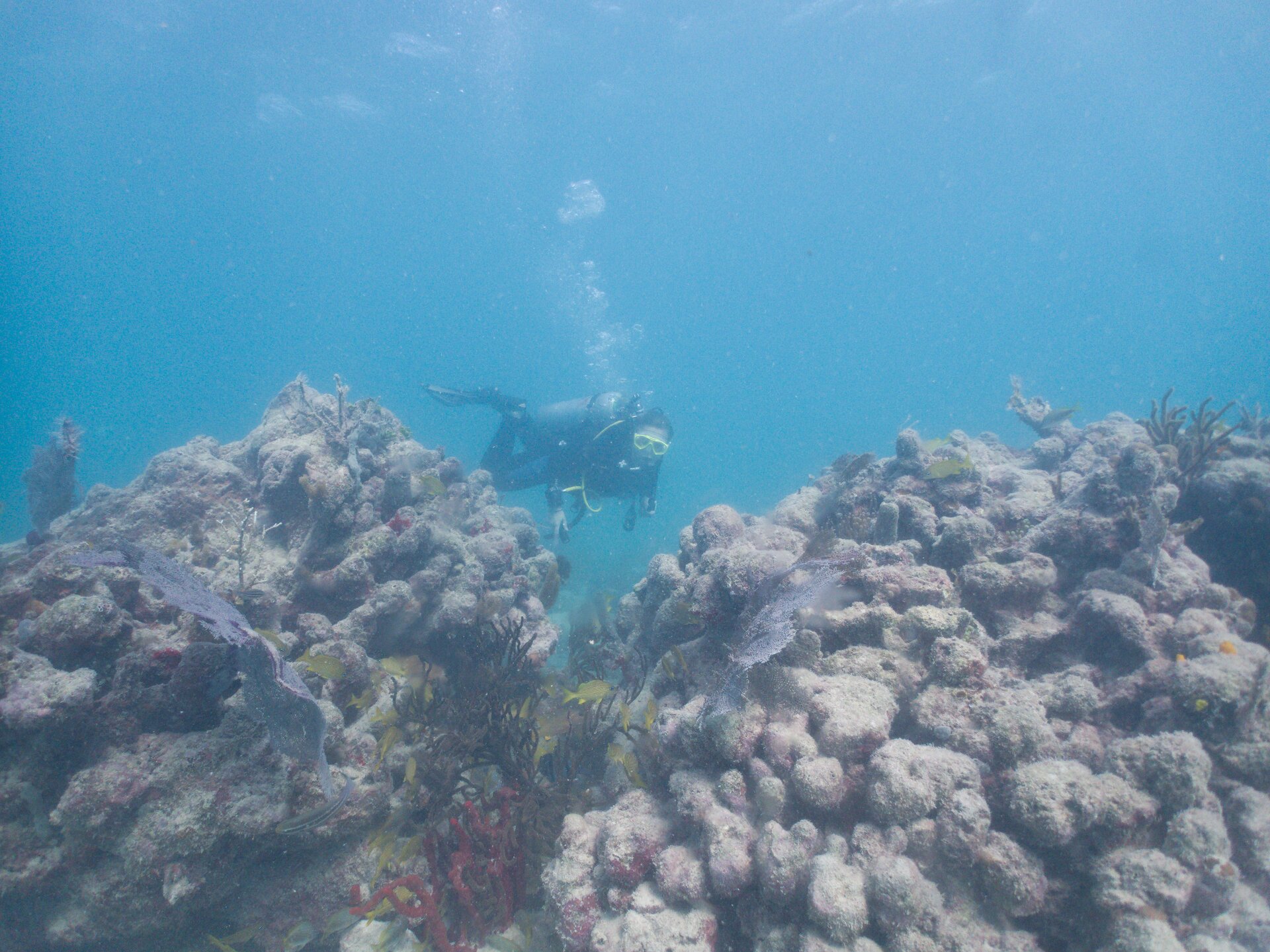 Image from Shore Dive at Ojo de Agua, Puerto Morelos