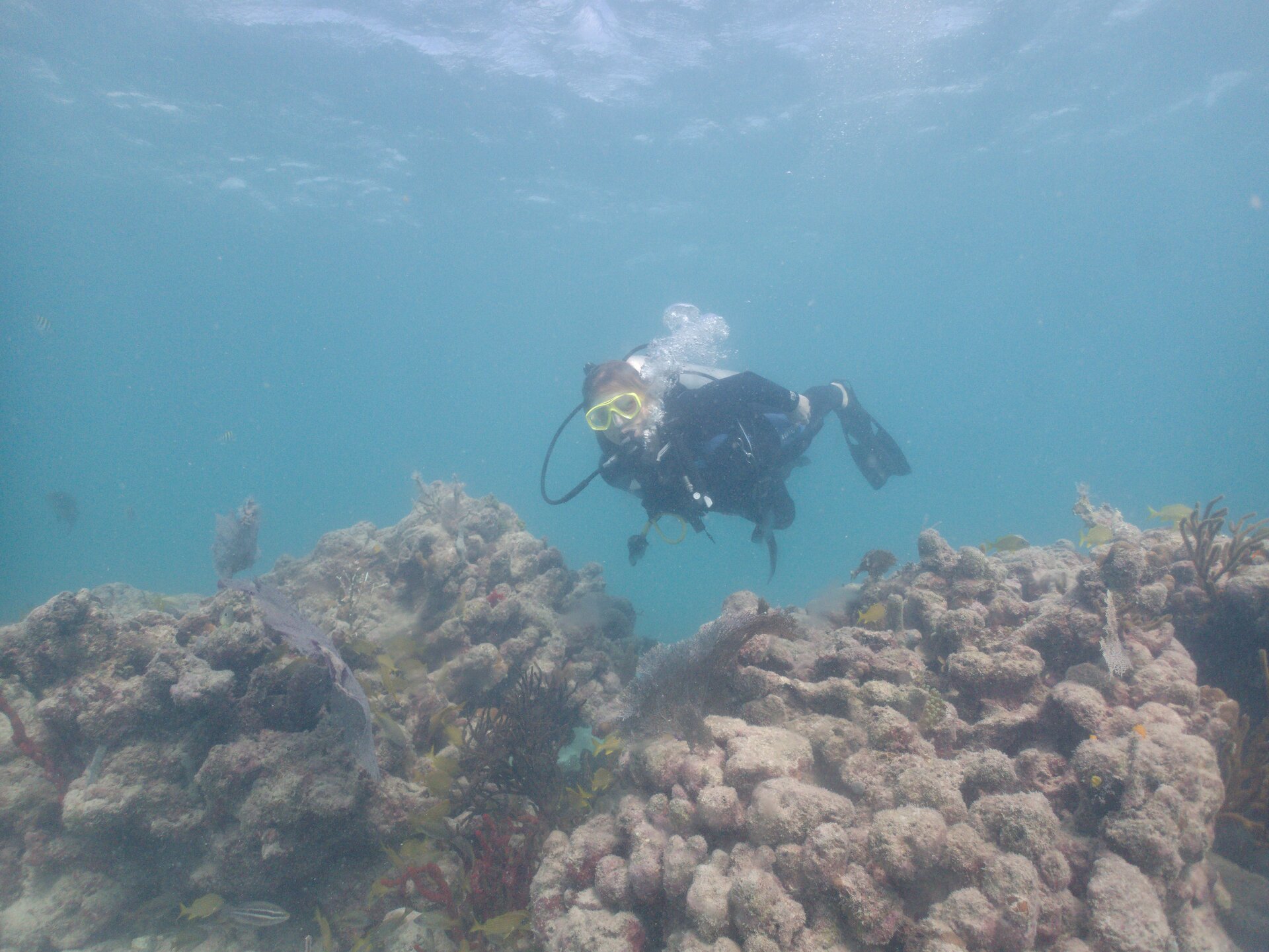 Image from Shore Dive at Ojo de Agua, Puerto Morelos