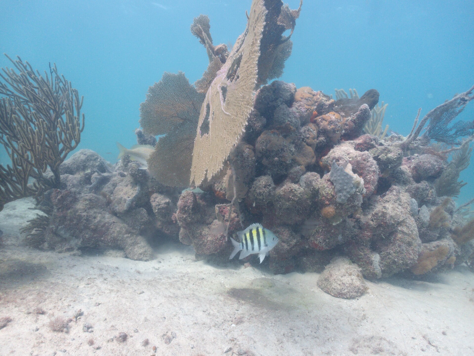 Image from Shore Dive at Ojo de Agua, Puerto Morelos
