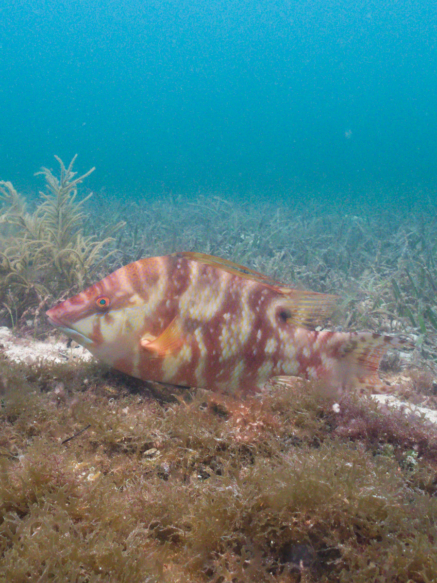 Image from 15 Common Misconceptions About Scuba Diving Certification