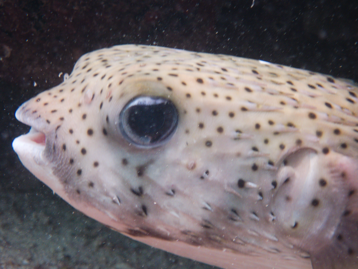 Image from 15 Common Misconceptions About Scuba Diving Certification